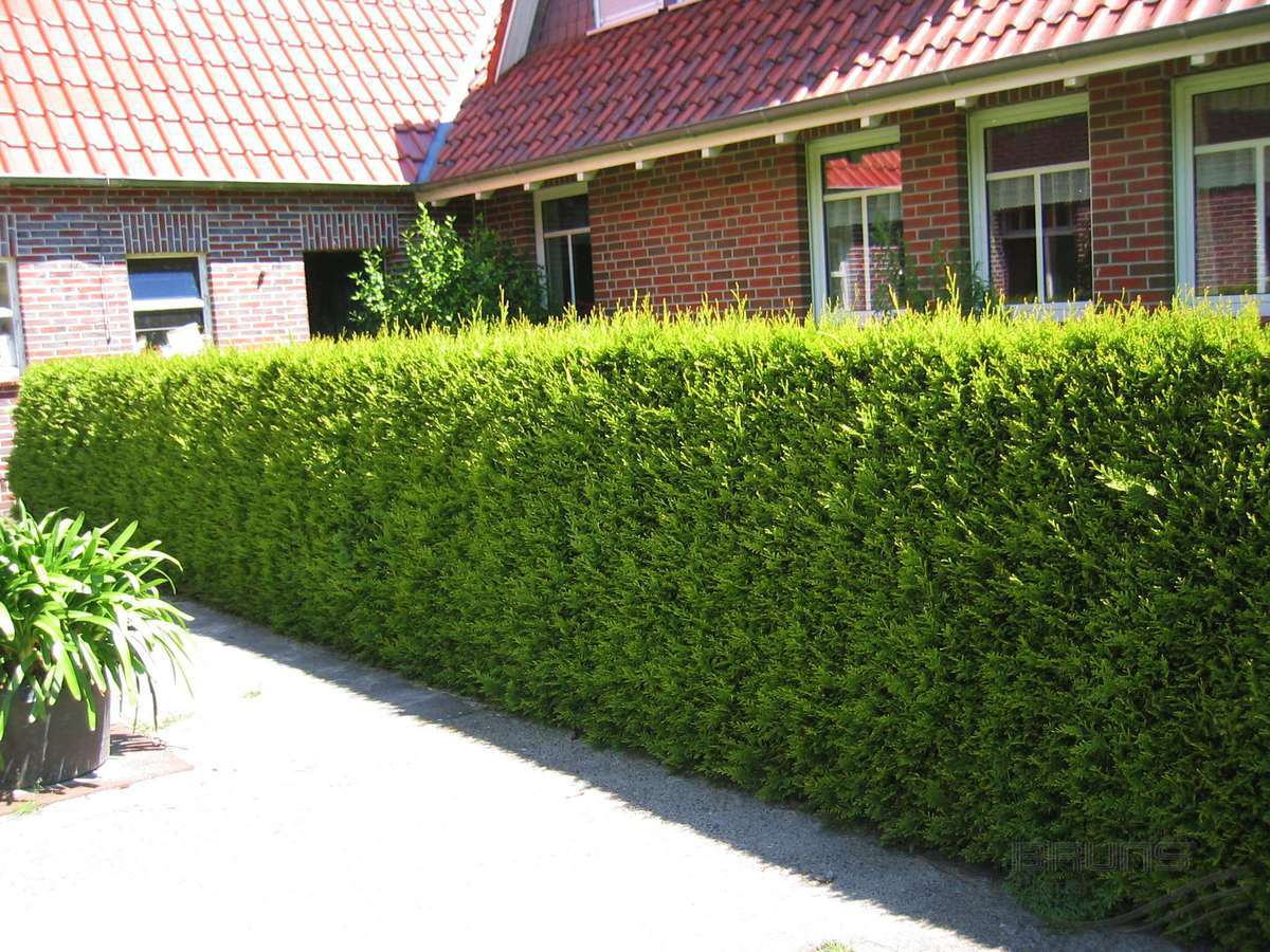 thuja columnar planting and care in the open field