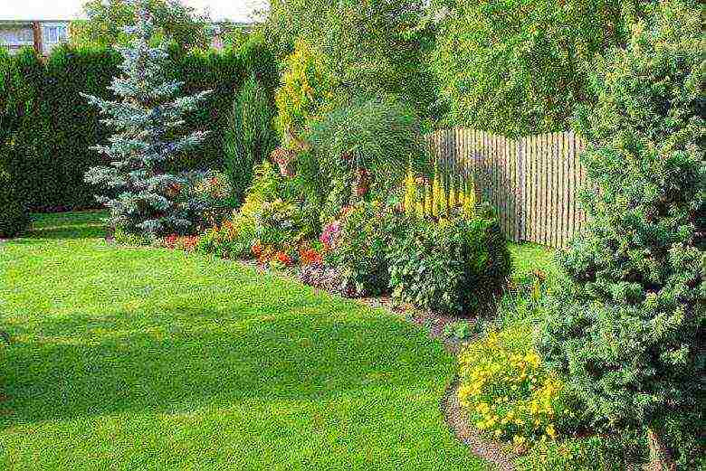 thuja columnar planting and care in the open field