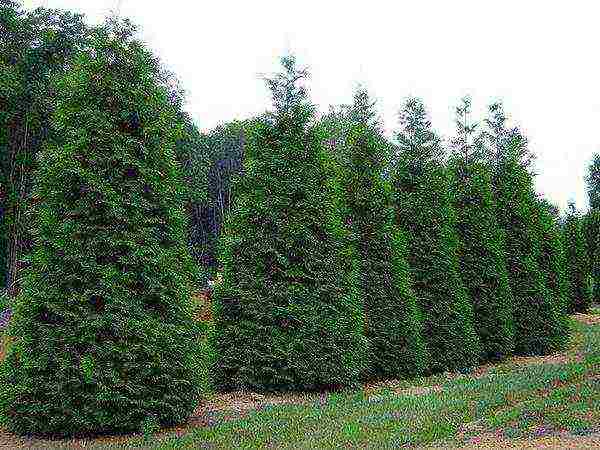 thuja haligi pagtatanim at pag-aalaga sa bukas na patlang