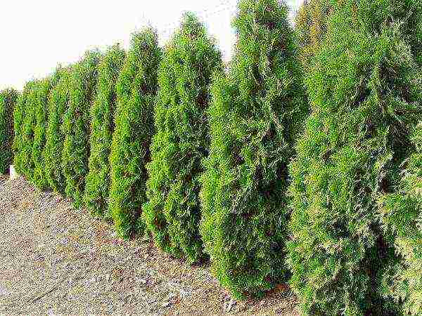 الغرس العمودي thuja والعناية في الحقل المفتوح