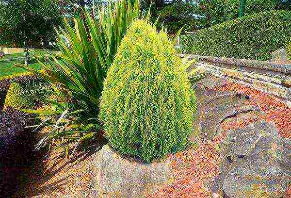 thuja columnar planting and care in the open field