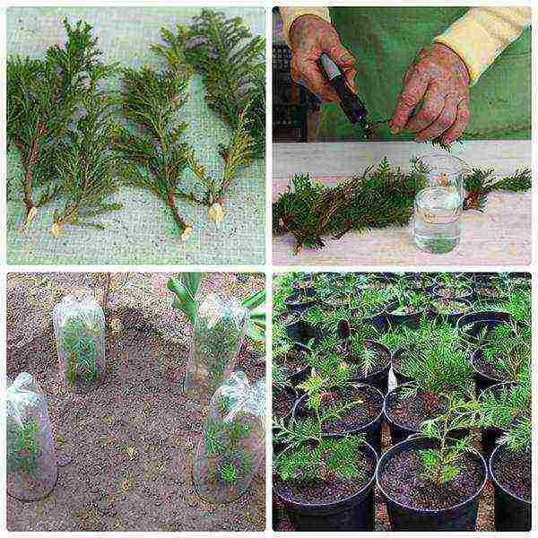 الغرس العمودي thuja والعناية في الحقل المفتوح