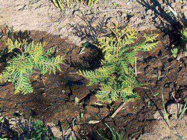 thuja columnar planting and care in the open field