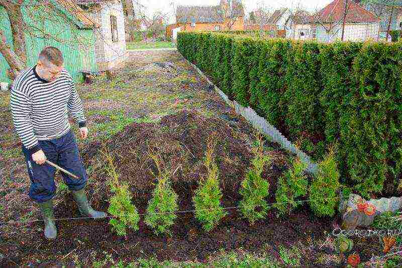 thuja round planting and care in the open field