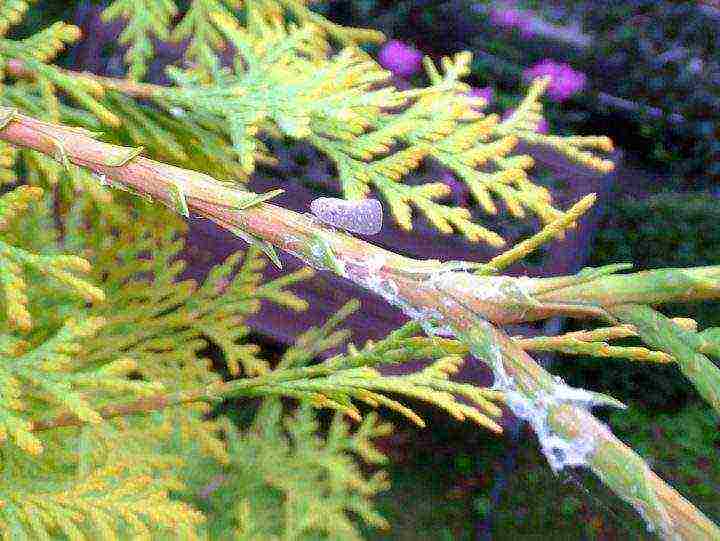 thuja bilog na pagtatanim at pangangalaga sa bukas na bukid