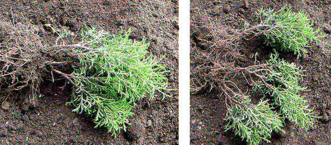 thuja round planting and care in the open field