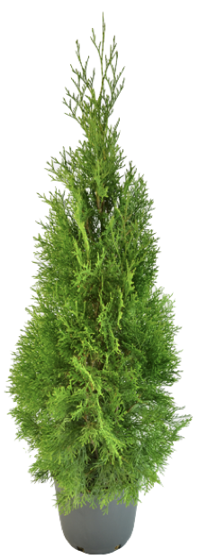 thuja bilog na pagtatanim at pangangalaga sa bukas na bukid