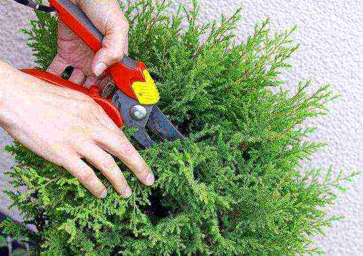 thuja round planting and care in the open field