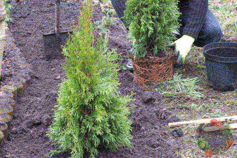 thuja round planting and care in the open field