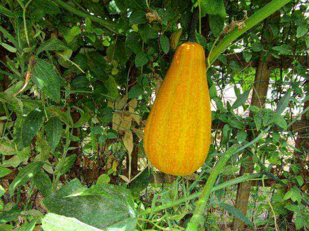 pumpkin miracle yudo nutmeg planting and care in the open field