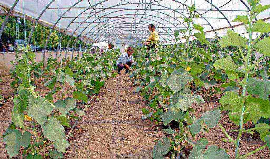 kalabasa himala yudo nutmeg pagtatanim at pag-aalaga sa bukas na bukid