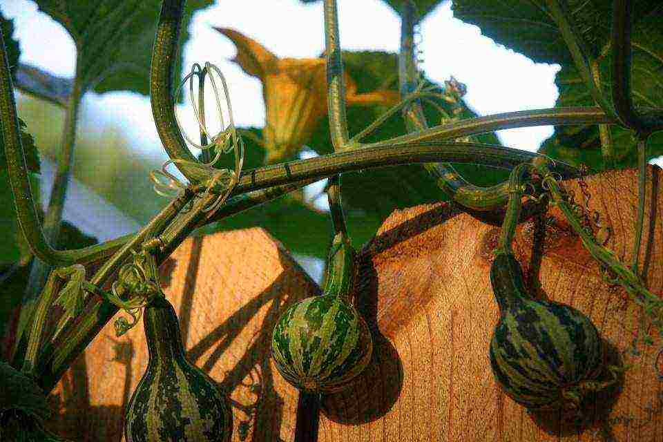 pumpkin miracle yudo nutmeg planting and care in the open field