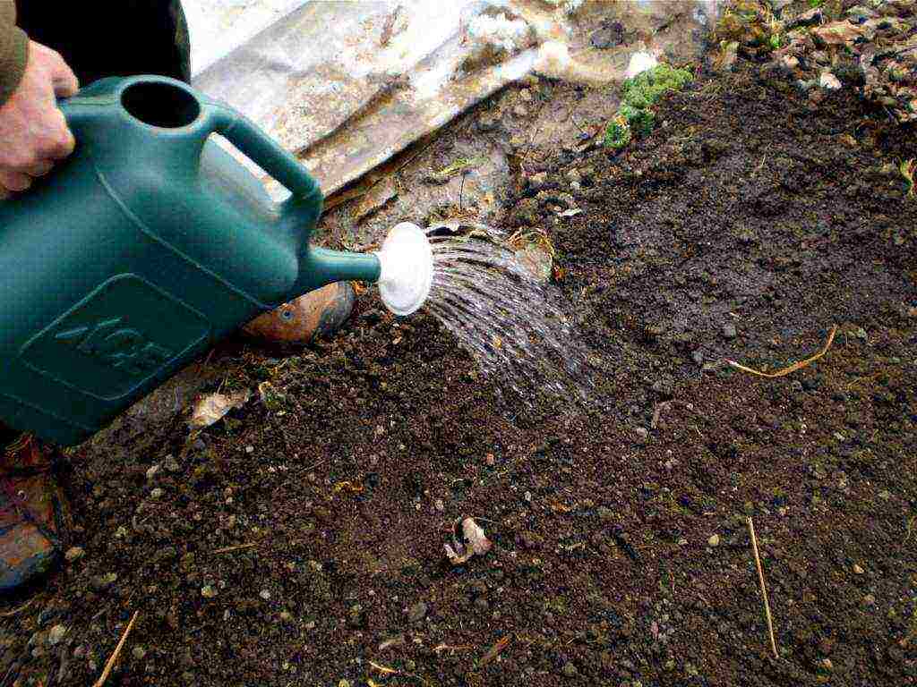 pumpkin miracle yudo nutmeg planting and care in the open field