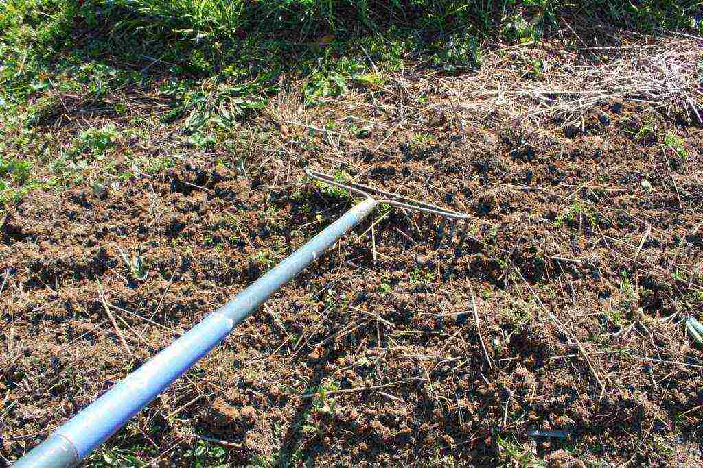 pumpkin miracle yudo nutmeg planting and care in the open field