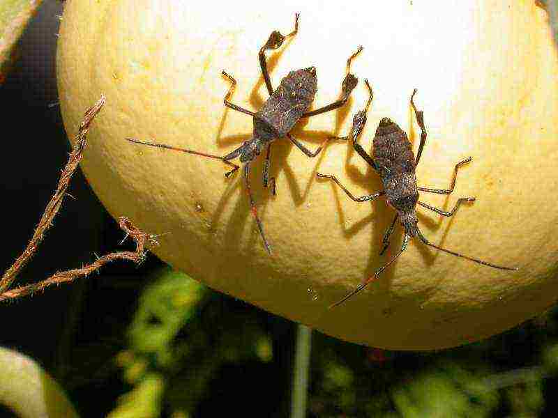 kalabasa himala yudo nutmeg pagtatanim at pag-aalaga sa bukas na bukid