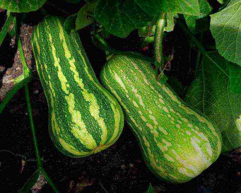 pumpkin miracle yudo nutmeg planting and care in the open field