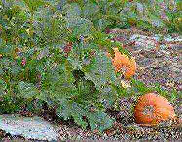 pumpkin miracle yudo nutmeg planting and care in the open field