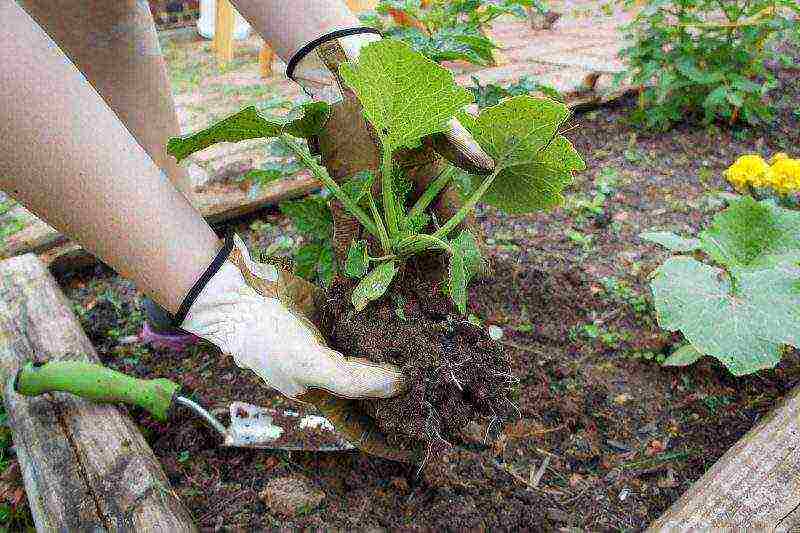 pumpkin miracle yudo nutmeg planting and care in the open field