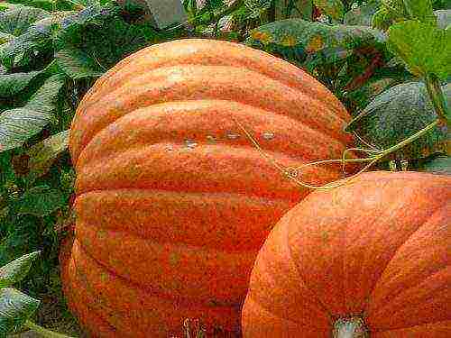 pumpkin the best grade