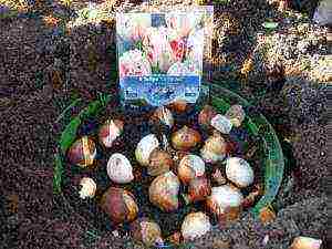 tulip planting and care outdoors in spring