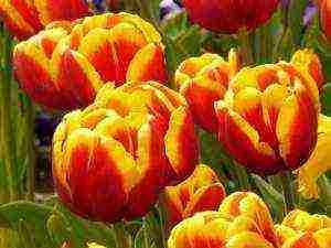 tulip planting and care outdoors in spring