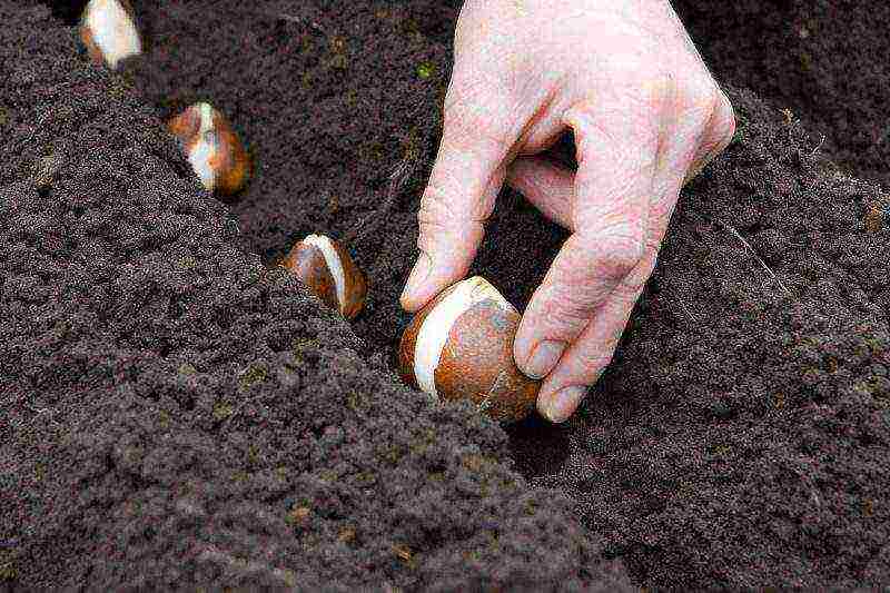 tulip planting and care outdoors in spring