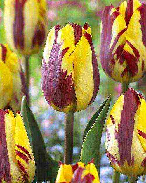 tulips varieties are the best