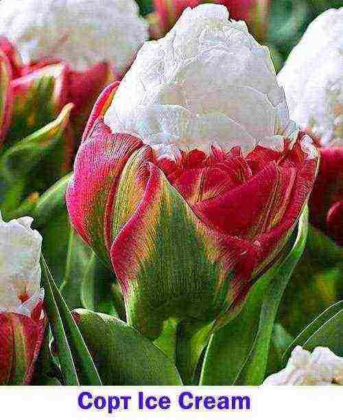tulips varieties are the best