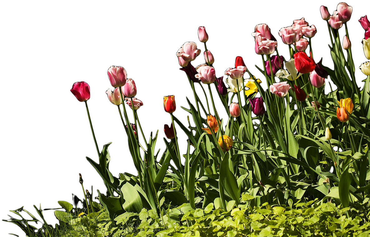 ang mga pagkakaiba-iba ng tulips ay ang pinakamahusay