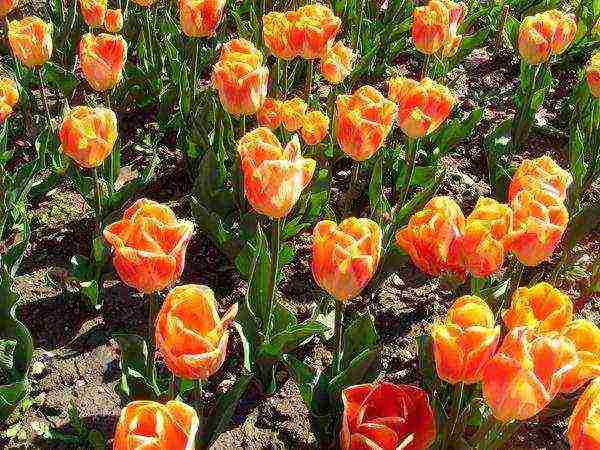 tulips varieties are the best