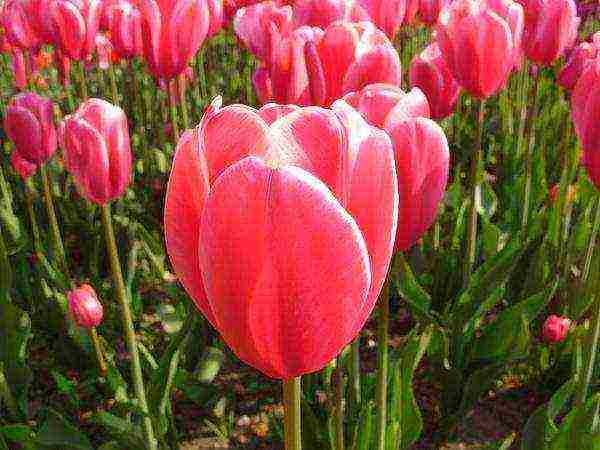 ang mga pagkakaiba-iba ng tulips ay ang pinakamahusay