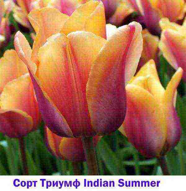 tulips varieties are the best