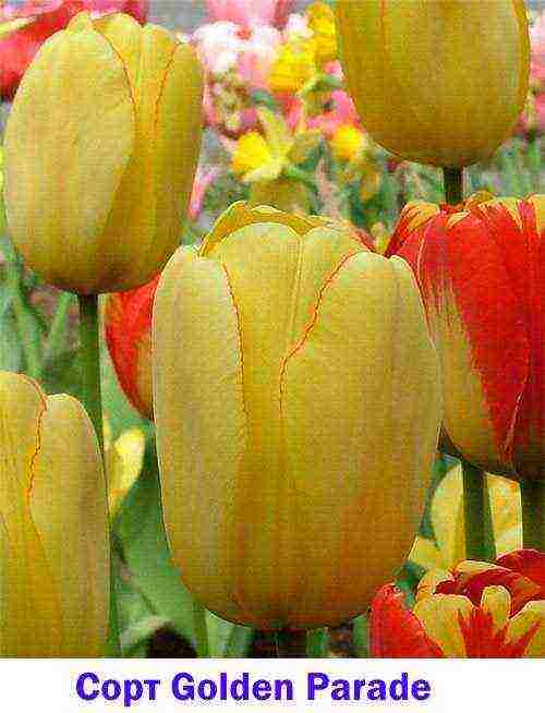 tulips varieties are the best