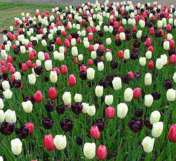 ang mga pagkakaiba-iba ng tulips ay ang pinakamahusay