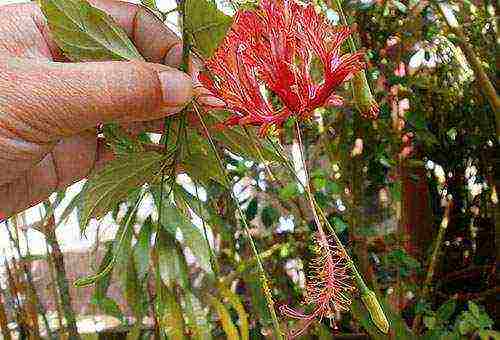 outdoor hibiscus tree planting and outdoor care