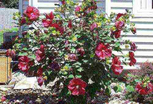 outdoor hibiscus tree planting and outdoor care