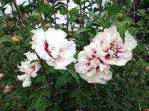 outdoor hibiscus tree planting and outdoor care