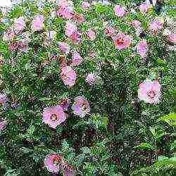 panlabas na pagtatanim ng hibiscus tree at pangangalaga sa labas