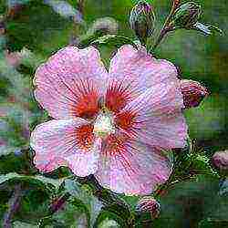 panlabas na pagtatanim ng hibiscus tree at pangangalaga sa labas