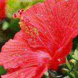 outdoor hibiscus tree planting and outdoor care