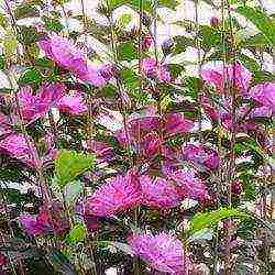 panlabas na pagtatanim ng hibiscus tree at pangangalaga sa labas