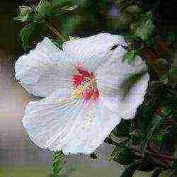 panlabas na pagtatanim ng hibiscus tree at pangangalaga sa labas