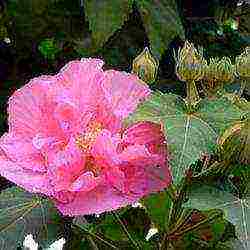 panlabas na pagtatanim ng hibiscus tree at pangangalaga sa labas