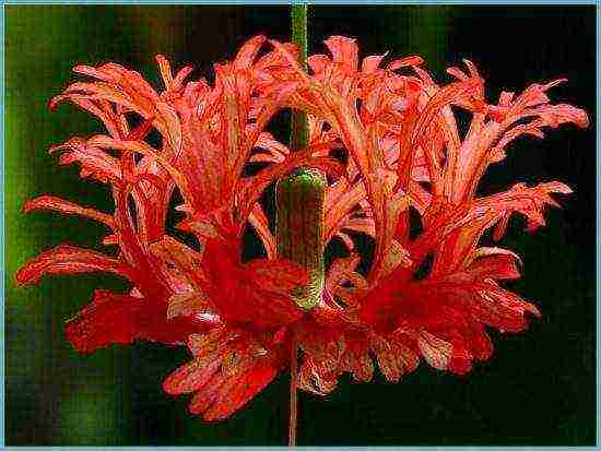 panlabas na pagtatanim ng hibiscus tree at pangangalaga sa labas