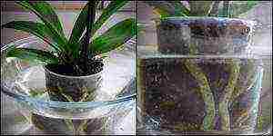 in what conditions to grow orchids at home