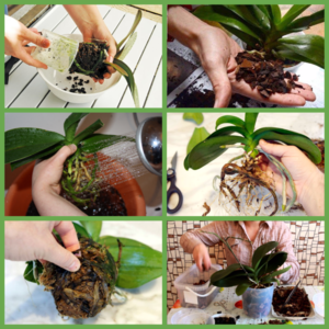 in what conditions to grow orchids at home
