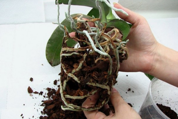 in what conditions to grow orchids at home