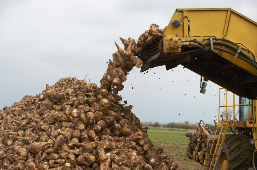 in which economic region is sugar beet grown