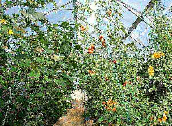 the greenhouse grows tomatoes and cucumbers in total 175 bushes