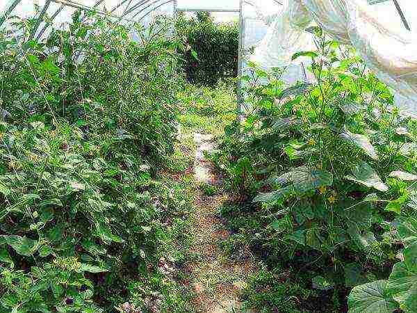 ang greenhouse ay nagtatanim ng mga kamatis at pipino sa kabuuang 175 bushes